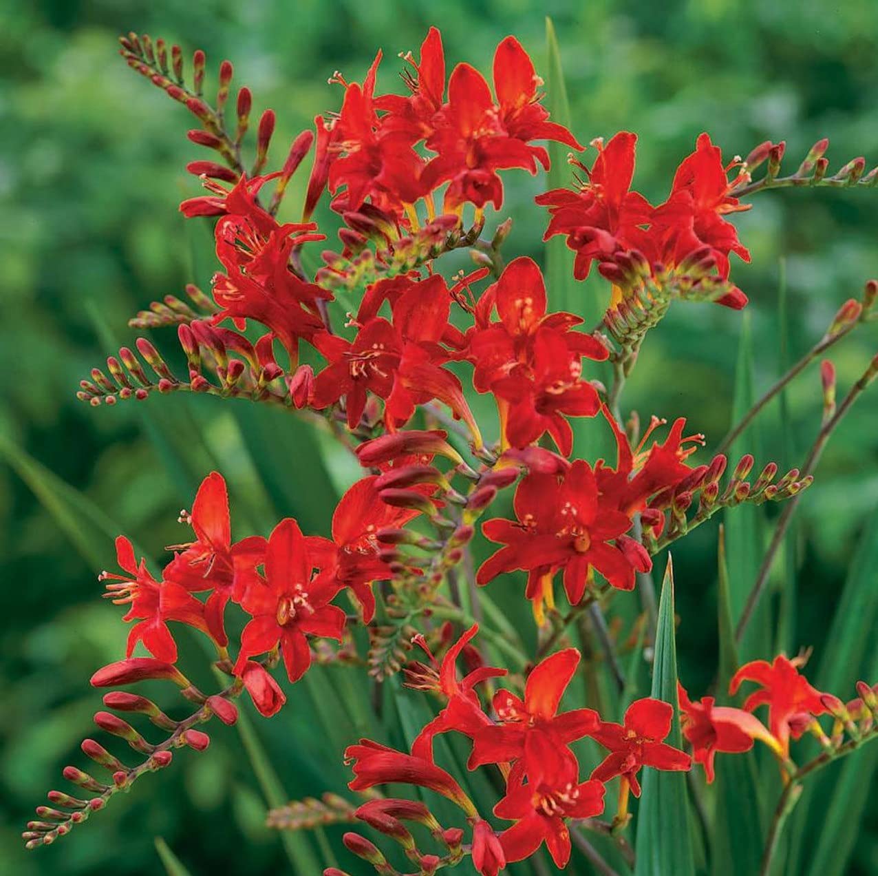 Amazon.com : Votaniki Spectacular Lucifer Crocosmia Lily Bulbs